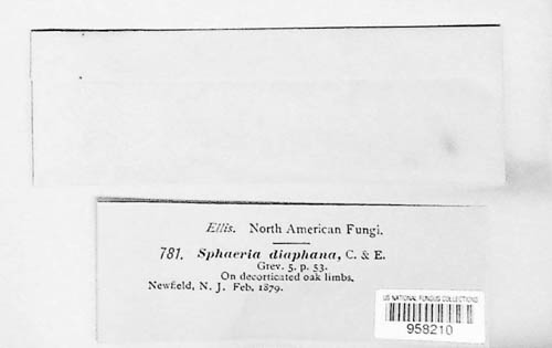 Exarmidium diaphanum image